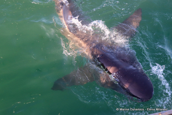 Bronze whaler shark , South Africa 